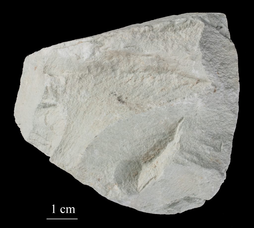 zeolite picture
