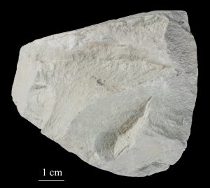 zeolite picture