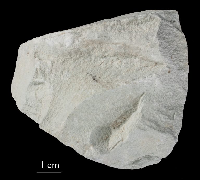 zeolite picture